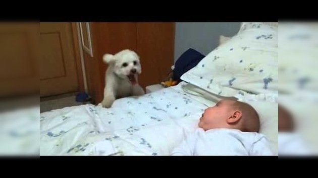 Perro ‘visto y no visto’: El cachorro saltimbanqui quiere ver al bebé