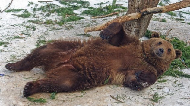 Los animales de un zoo ucraniano podrían morir de hambre