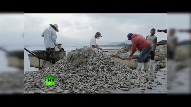 Aparecen más de 50 toneladas de peces muertos en una laguna de México