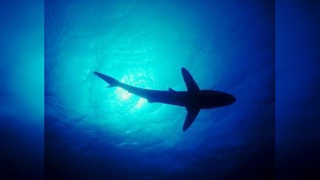 Enorme tiburón siembra el pánico en playa de Nueva Jersey