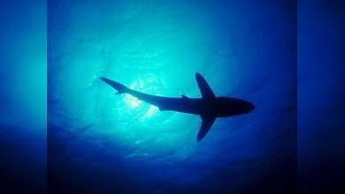 Enorme tiburón siembra el pánico en playa de Nueva Jersey