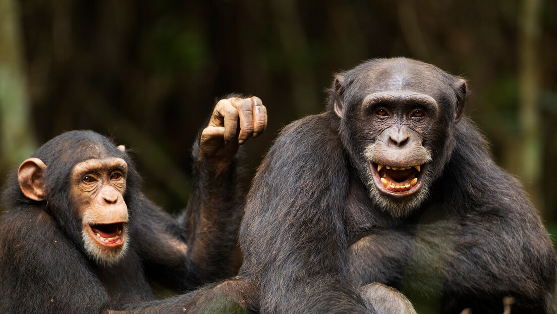 Chimpanzés são capazes de lembrar de rostos que não veem há décadas