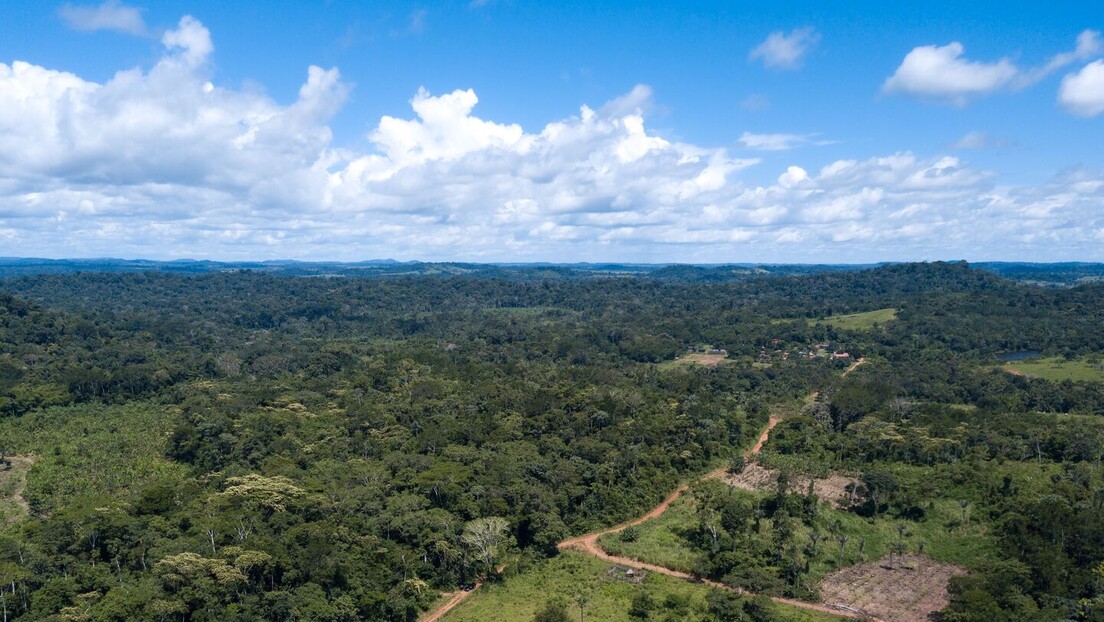 Desmatamento na Amazônia registra queda de 50% em 2023