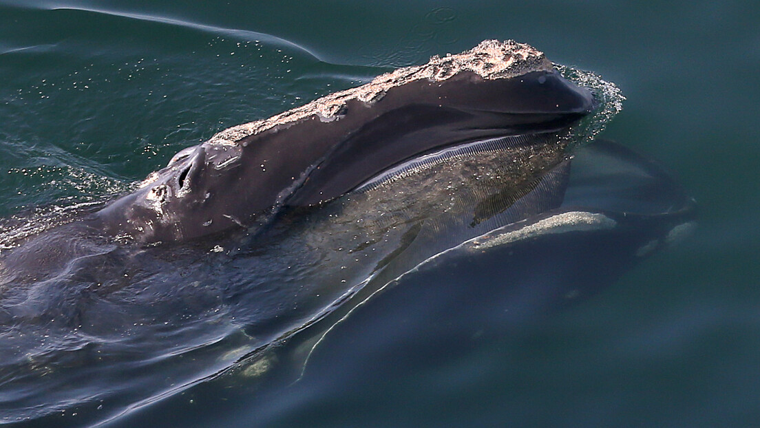 Cientistas descobrem como as baleias de barbas "cantam" embaixo d'água