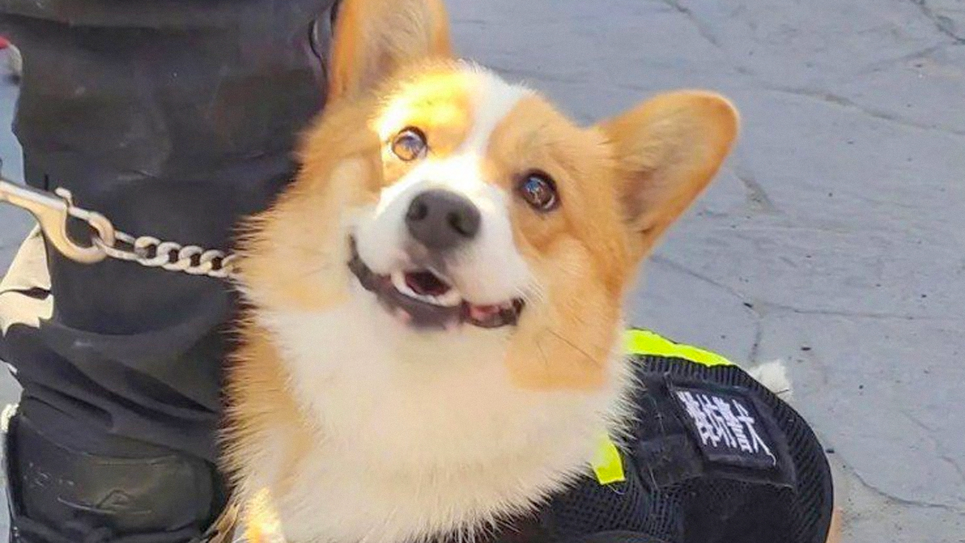 Conheça Fu Zai, o primeiro cão policial corgi da China (VÍDEOS)