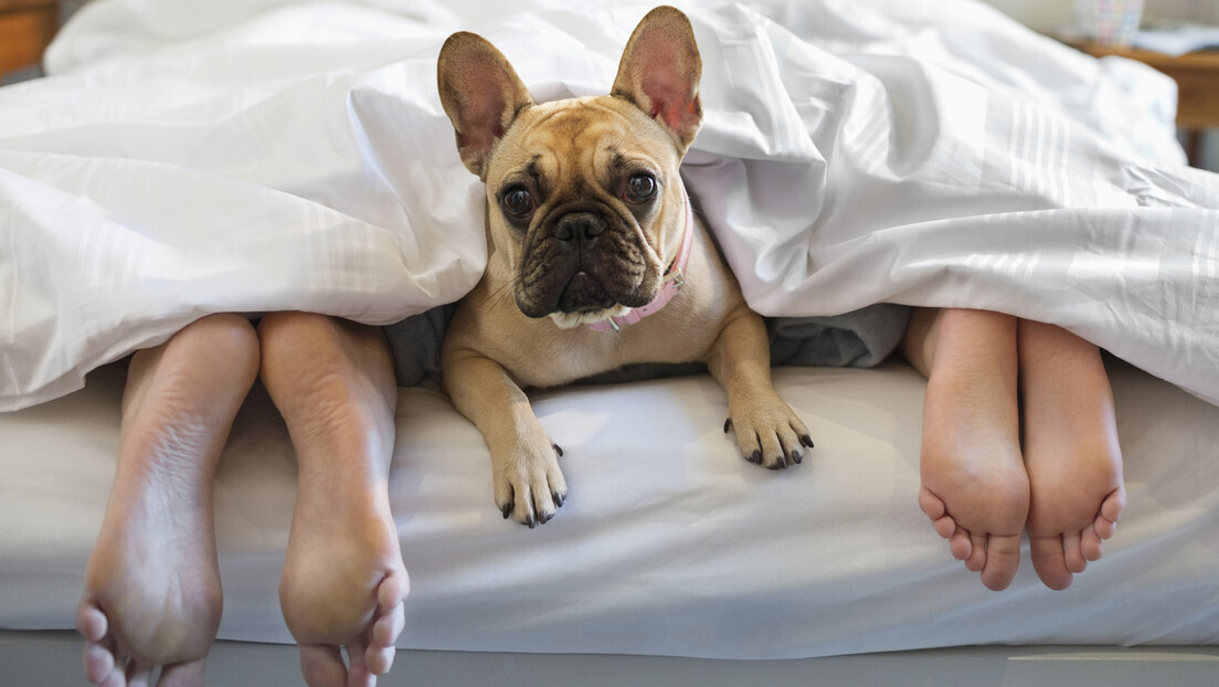 Dormir ao lado de animais de estimação pode prejudicar seu sono