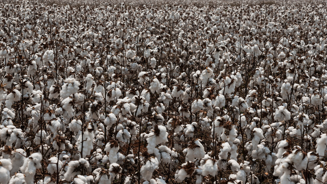 ONG britânica acusa Zara e H&M de usar algodão obtido por meio de desmatamento ilegal no Brasil