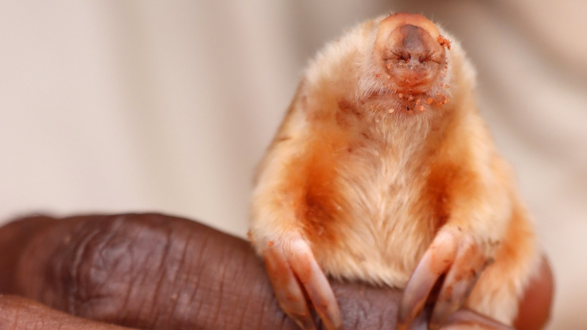 Confira as imagens de uma toupeira marsupial extremamente rara
