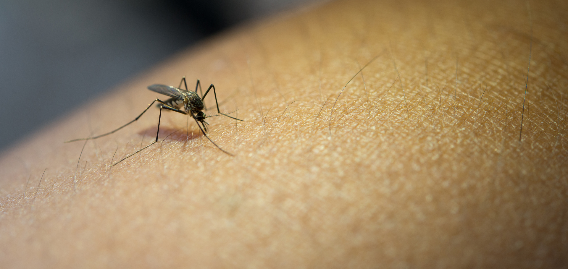 Casos de doença semelhante à dengue, espalhada na América Latina, aumentam no Brasil