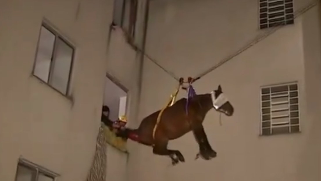 Égua é resgatada pela janela do terceiro andar de um prédio no Brasil (VÍDEO)