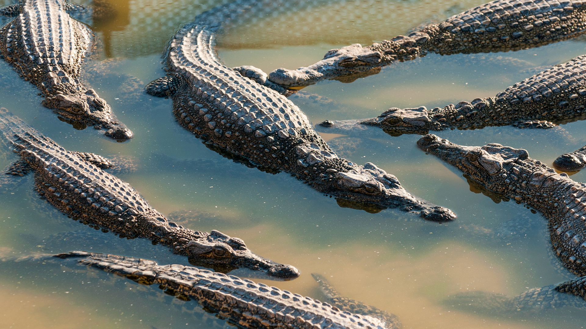 Mãe joga filho deficiente em canal infestado de crocodilos na Índia