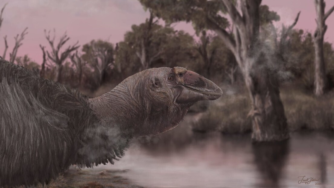 Crânio de ganso pré-histórico gigante é encontrado na Austrália