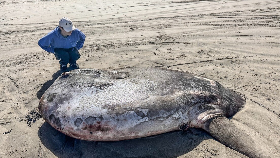 Bizarro peixe-lua de 2,2 metros é encontrado encalhado onde não deveria estar