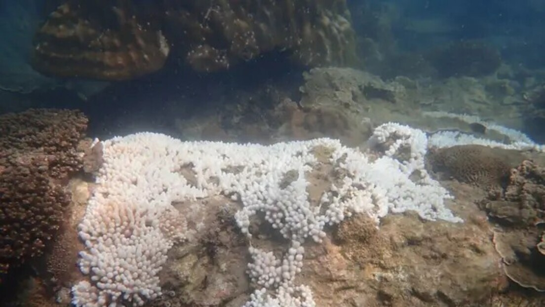 Branqueamento em massa de corais ameaça a biodiversidade marinha na Malásia