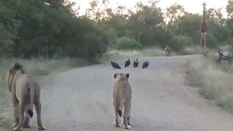 VÍDEO: Encontro tenso e desconfortável entre dois leões, quatro abutres, uma hiena e uma girafa
