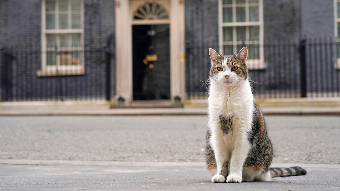 "Merd* no sapato do Sunak": o gato Larry zomba dos resultados das eleições britânicas