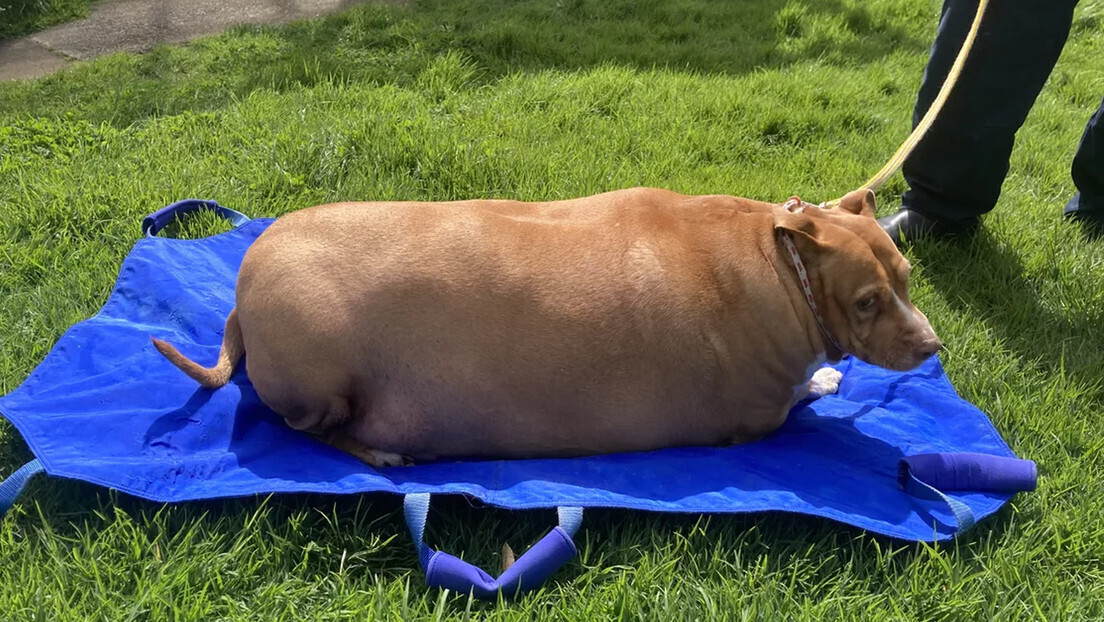 Mulher é presa após a morte de seu cão com obesidade mórbida
