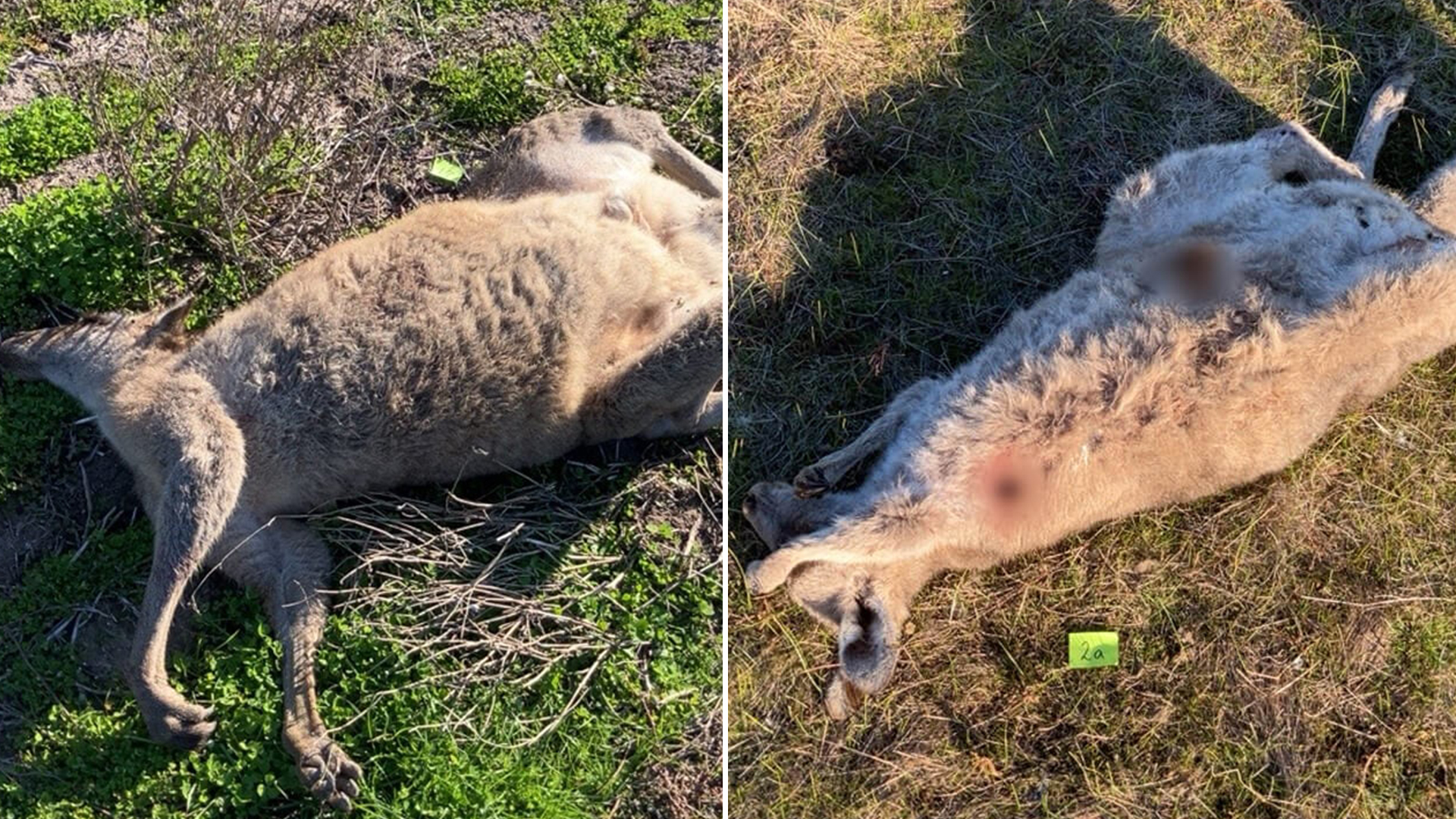 Pelo menos 65 cangurus foram encontrados baleados ou atropelados na Austrália