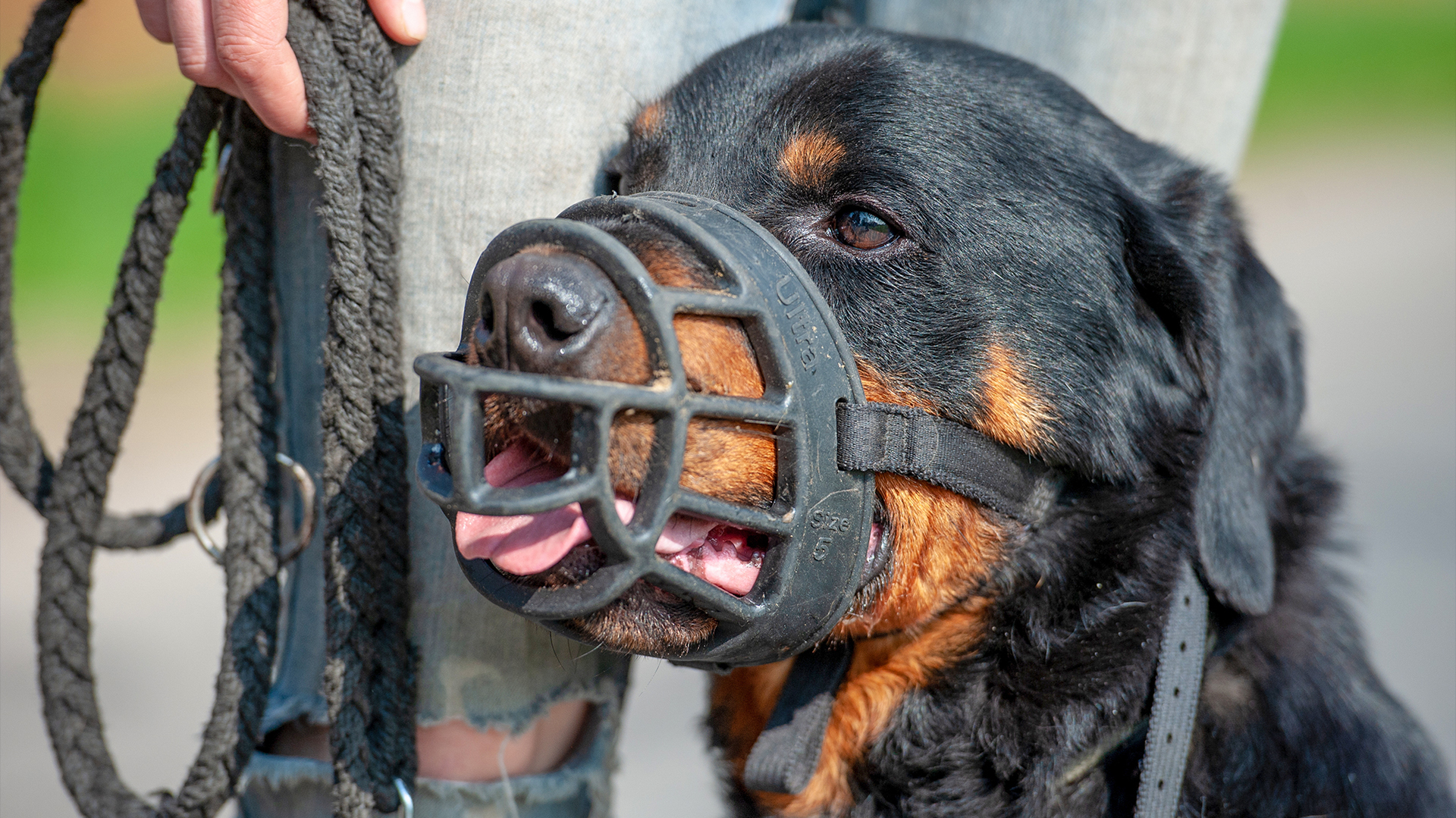 Espanha considera proibir a criação de raças de cães considerados potencialmente perigosos