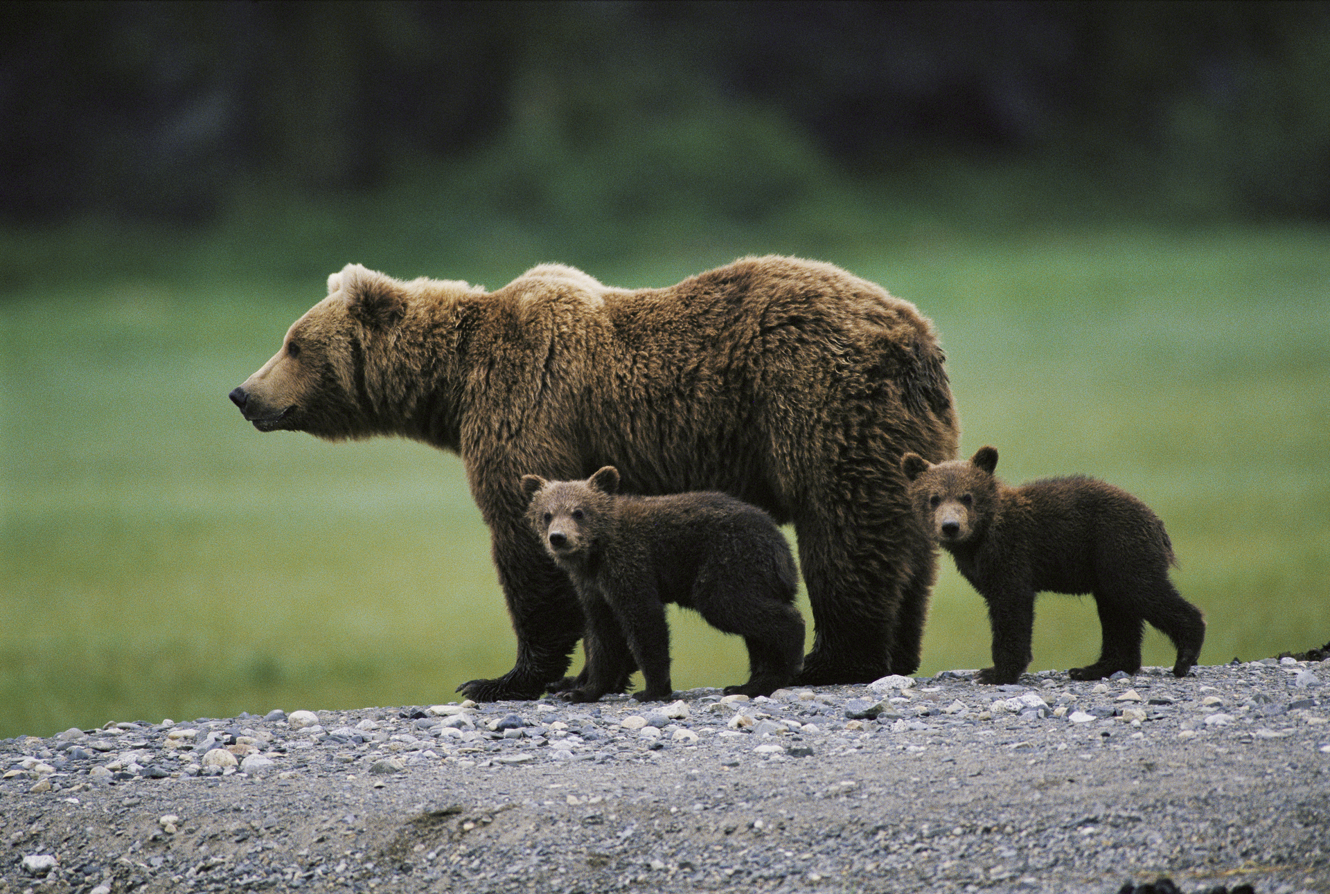 País europeu dá sinal verde para a caça de mais de 400 ursos