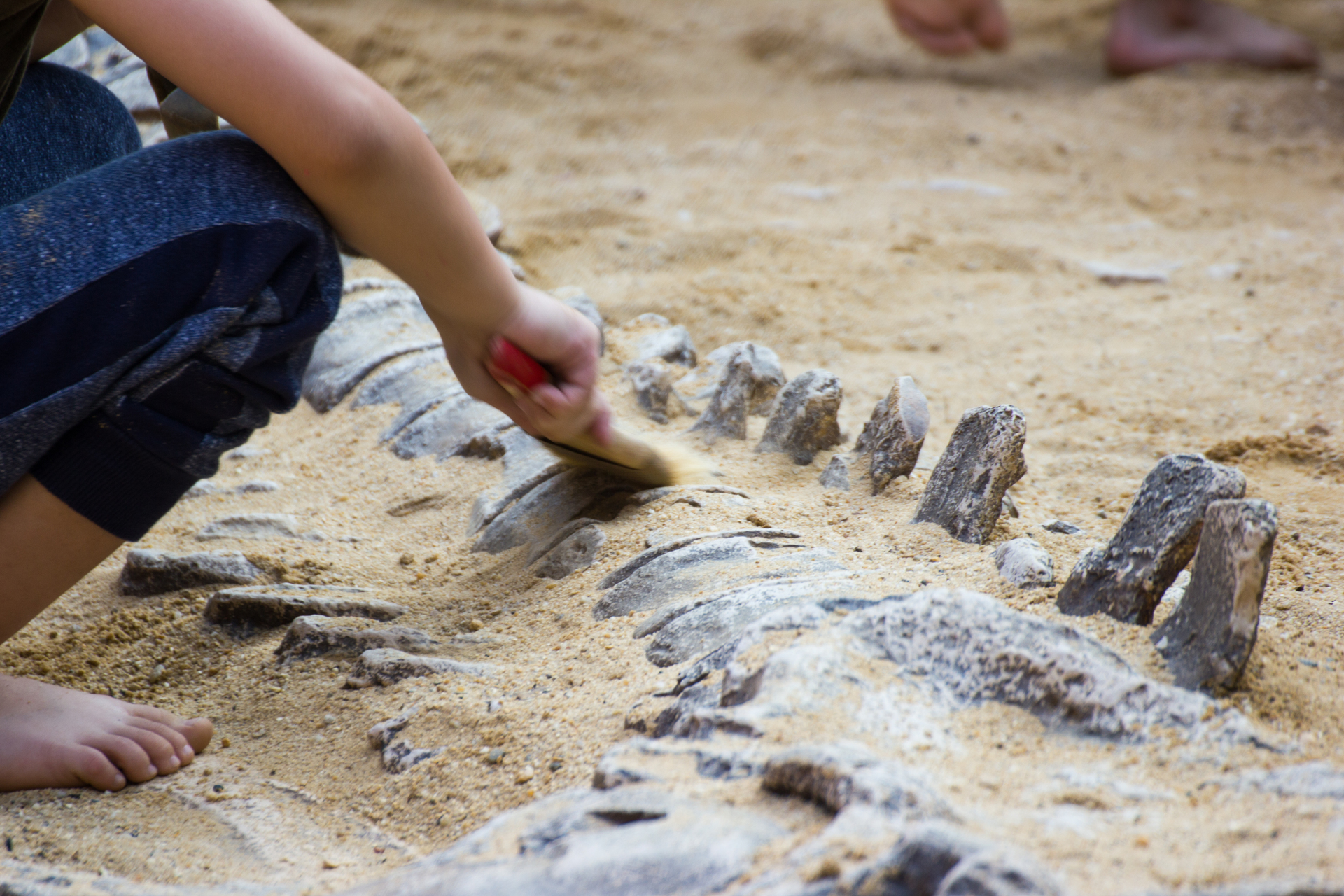 Chuvas no Brasil expõem o fóssil de um dos dinossauros mais antigos do mundo