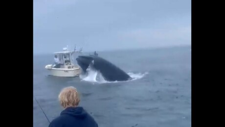 Baleia salta da água e vira um barco (VÍDEO)