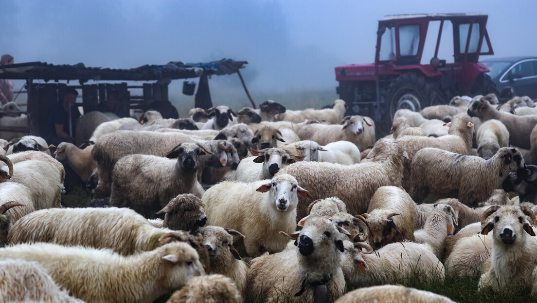 Perigosa praga de cabras e ovelhas se espalha pela UE