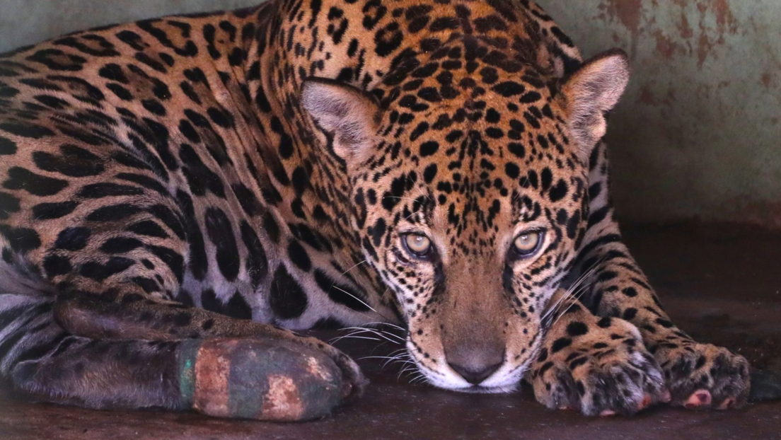 Seca e incêndios castigam animais do Pantanal