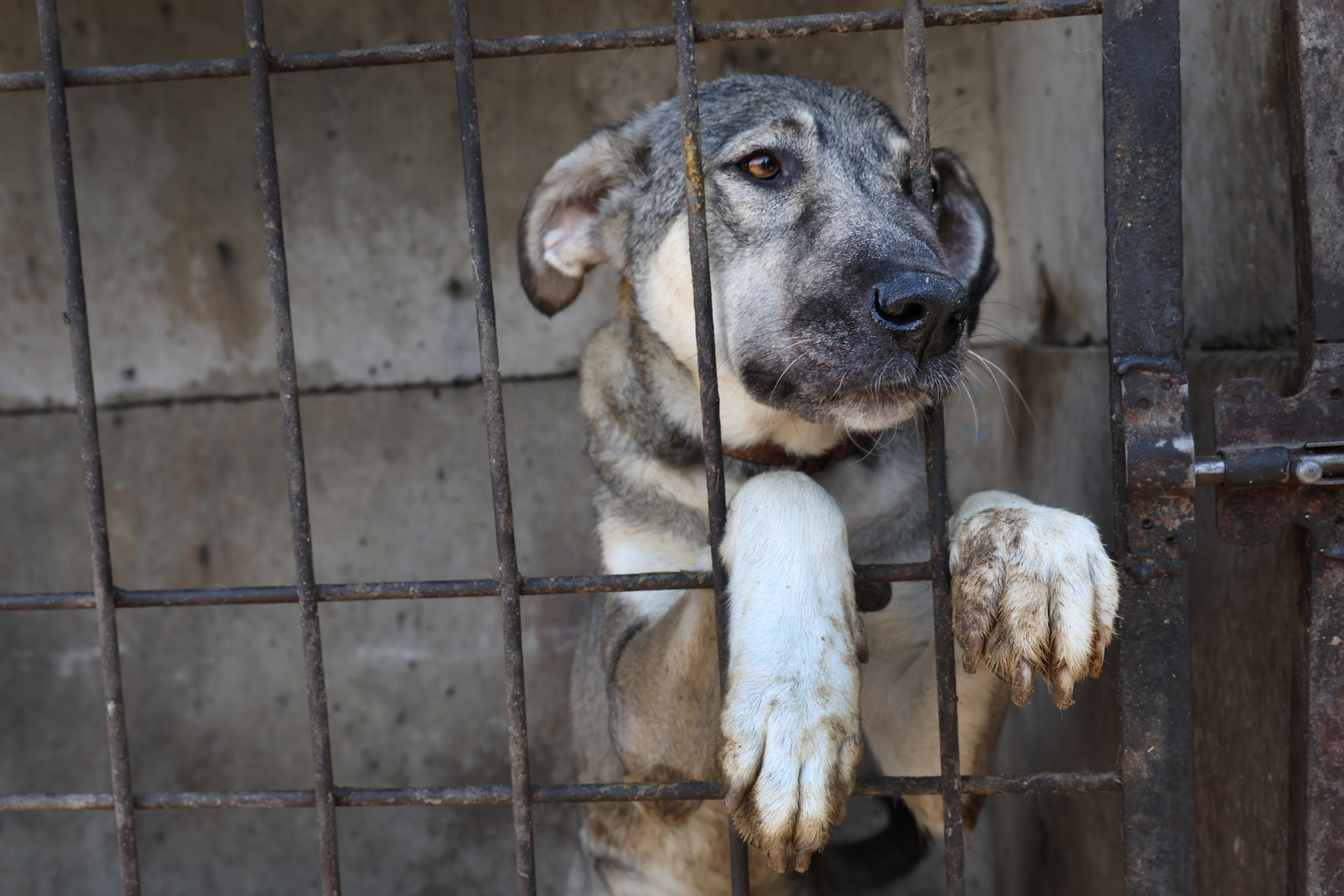 Zoólogo da National Geographic e da BBC é condenado por estuprar, torturar e matar cães