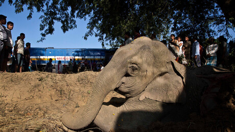 Multidão na Índia mata brutalmente uma elefanta em tentativa de vingança