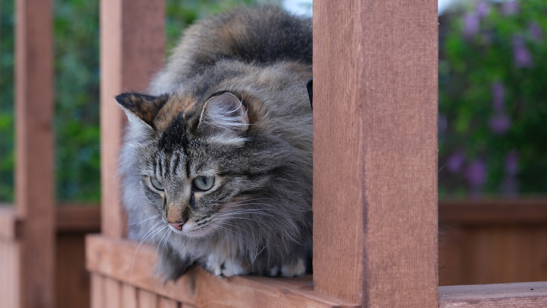 Norte-americanos alegam que imigrantes comem gatos