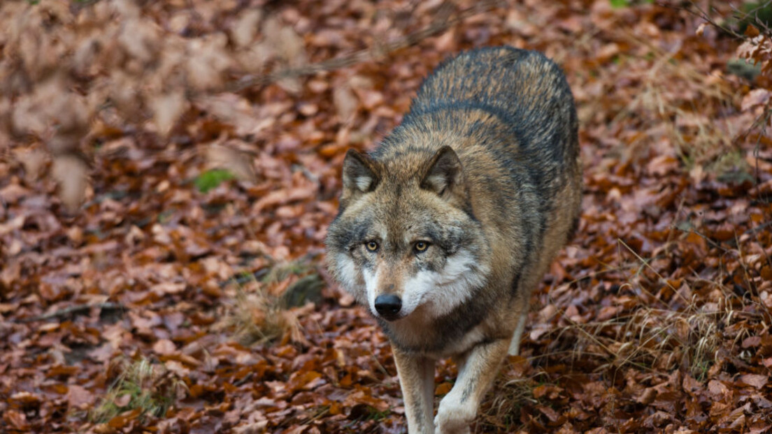 Escola na Escócia permite que aluno se identifique como lobo