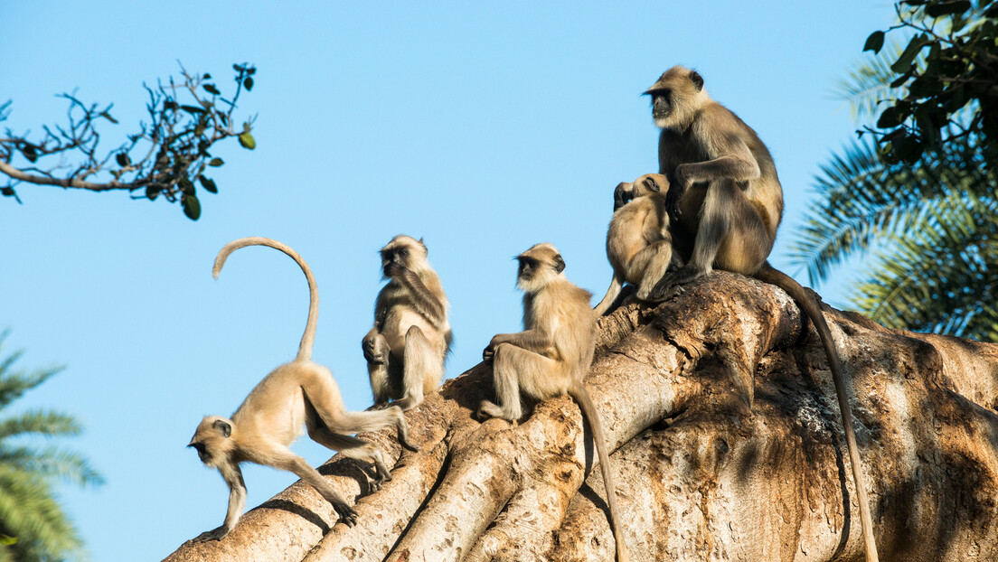 Macacos salvam menina de 6 anos de pedófilo na Índia