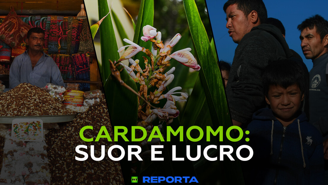 Cardamomo: suor e lucro