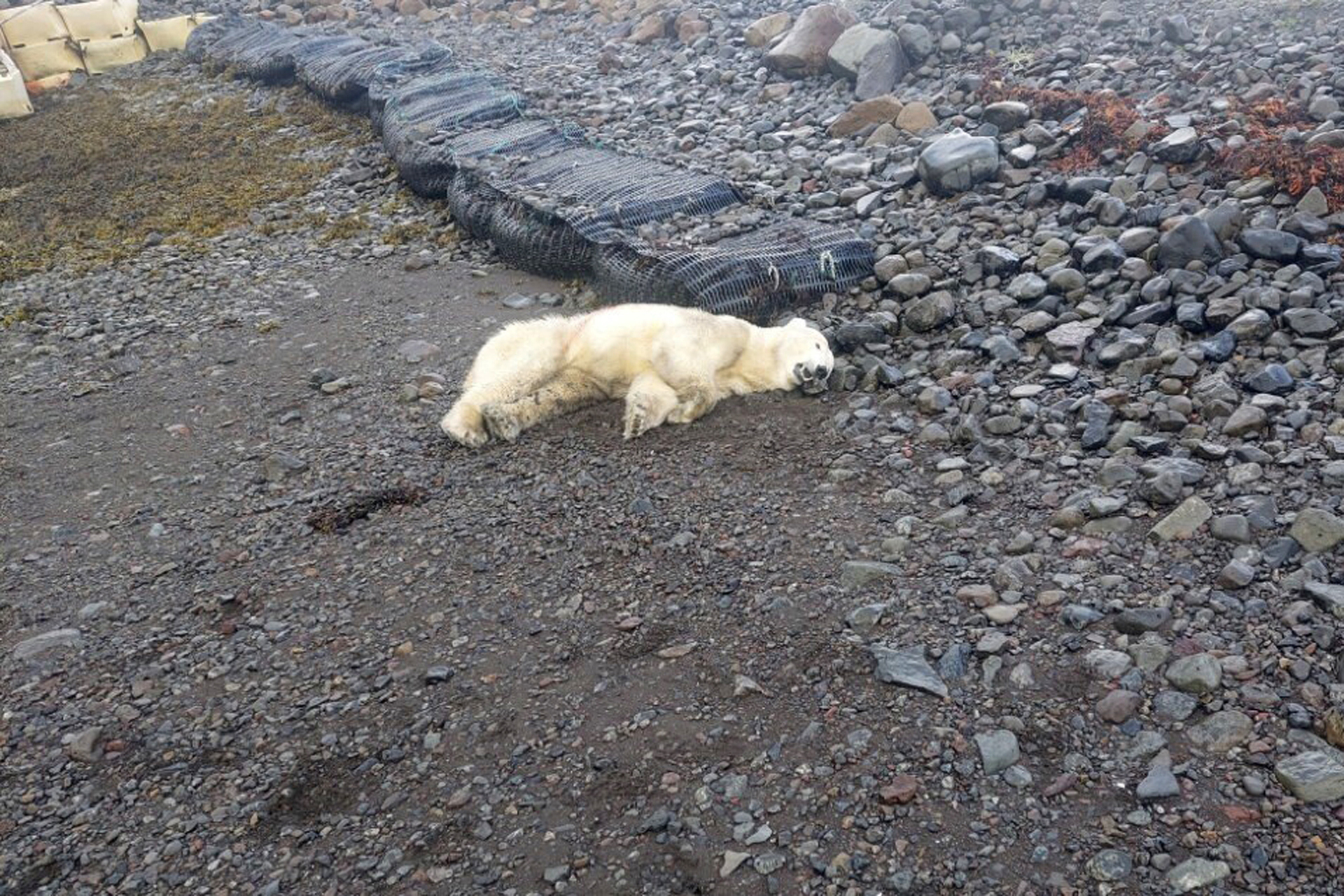 Urso polar raro aparece na Islândia e é morto a tiros pela Polícia