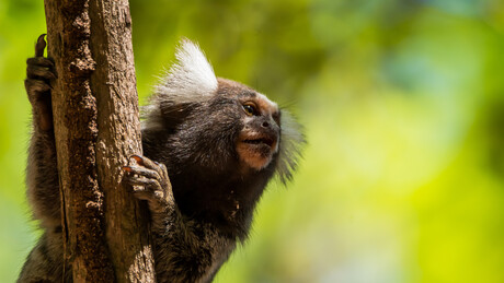 Estudo sugere que macacos saguis usam "nomes" para comunicar entre si