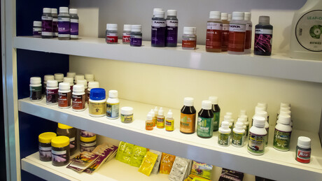 Por que empresas do ramo da cannabis estão saindo do primeiro país latino-americano a legalizá-la?