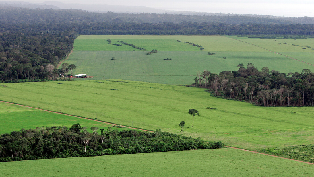 Mais de 90% do desmatamento da Amazônia é para abertura de pastagem, afirma estudo