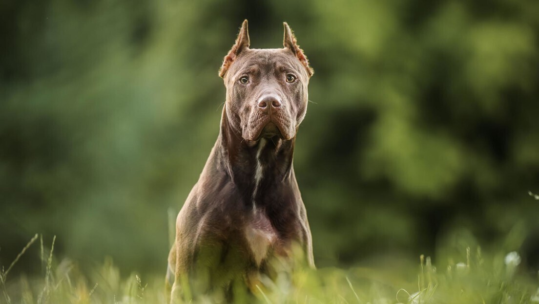 Três pit bulls implicados na morte de outro cão testam positivo para metanfetamina e cocaína