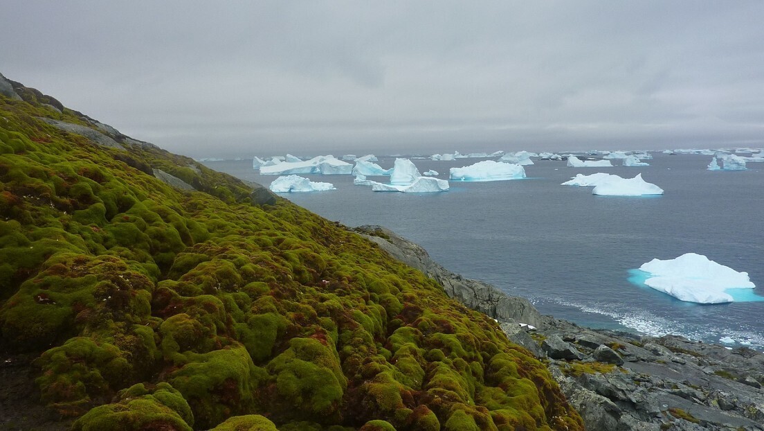 Antártica está "esverdeando" mais rápido do que se pensava