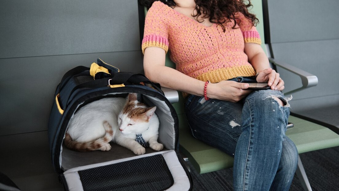 Governo Federal lança plano para melhorar o transporte aéreo de animais