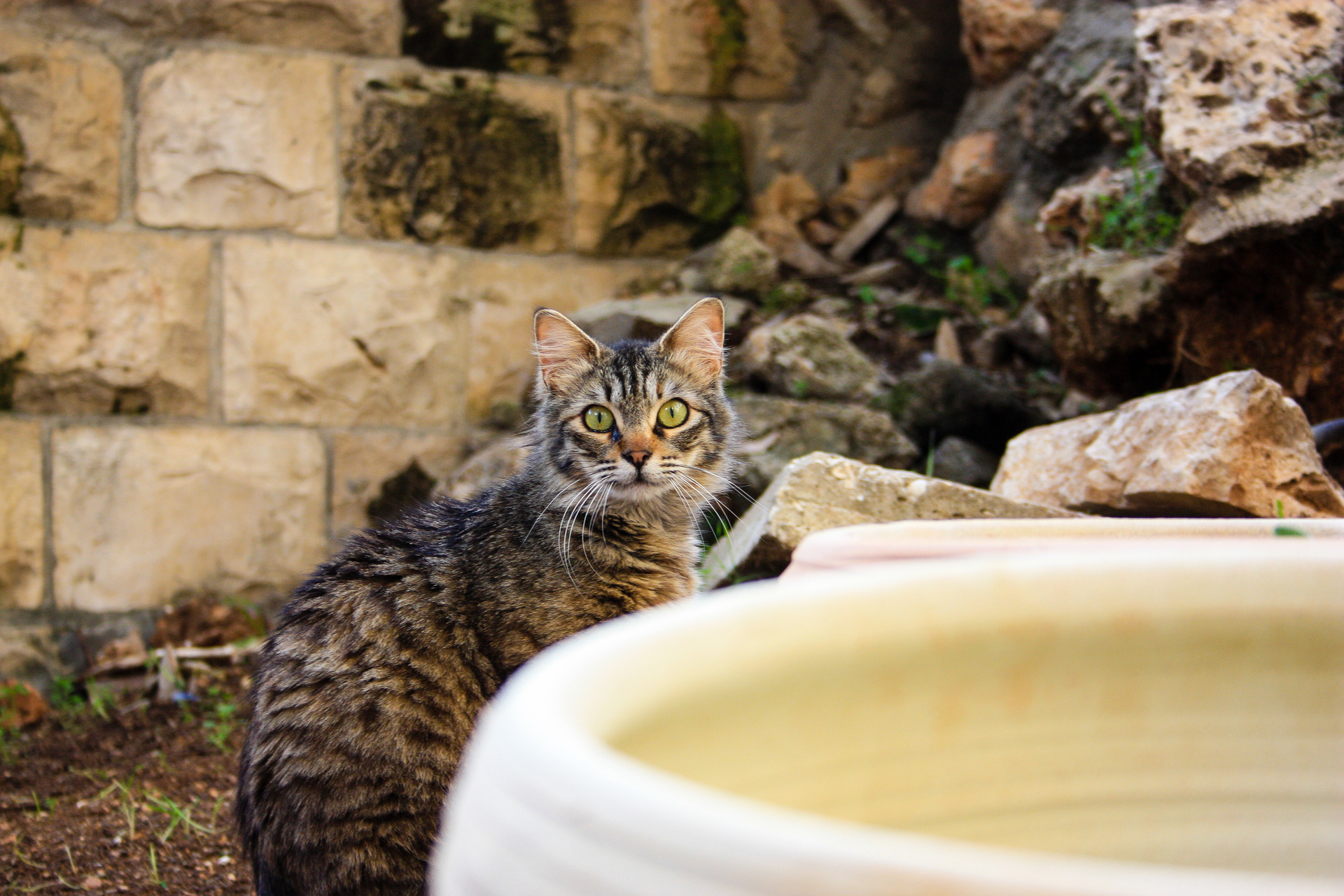 Gato medieval "amassa pão" em jarro de barro e deixa marca na história