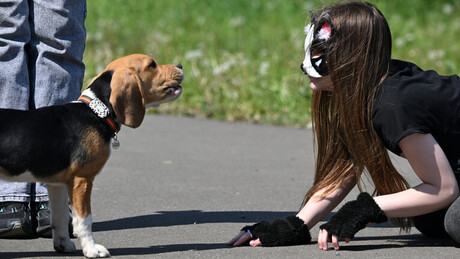 Rússia quer proibir tendência viral de jovens que se identificam com animais