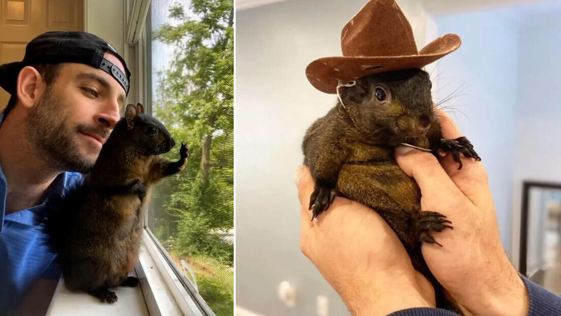 Esquilo estrela da web é sacrificado após ser levado do dono com quem viveu por 7 anos