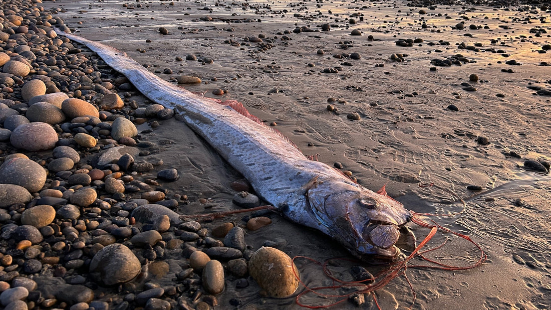 "Peixe do Juízo Final" é encontrado pela segunda vez este ano na costa da Califórnia