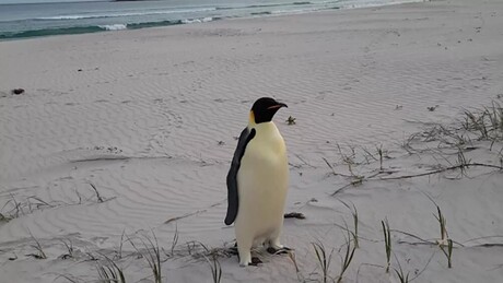 Pinguim nada três mil quilômetros da Antártica à Austrália em busca de comida
