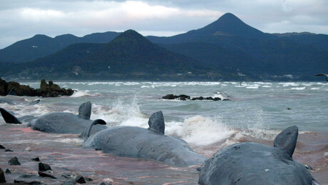 Carne fresca de baleia é leiloada no japão pela primeira vez em décadas