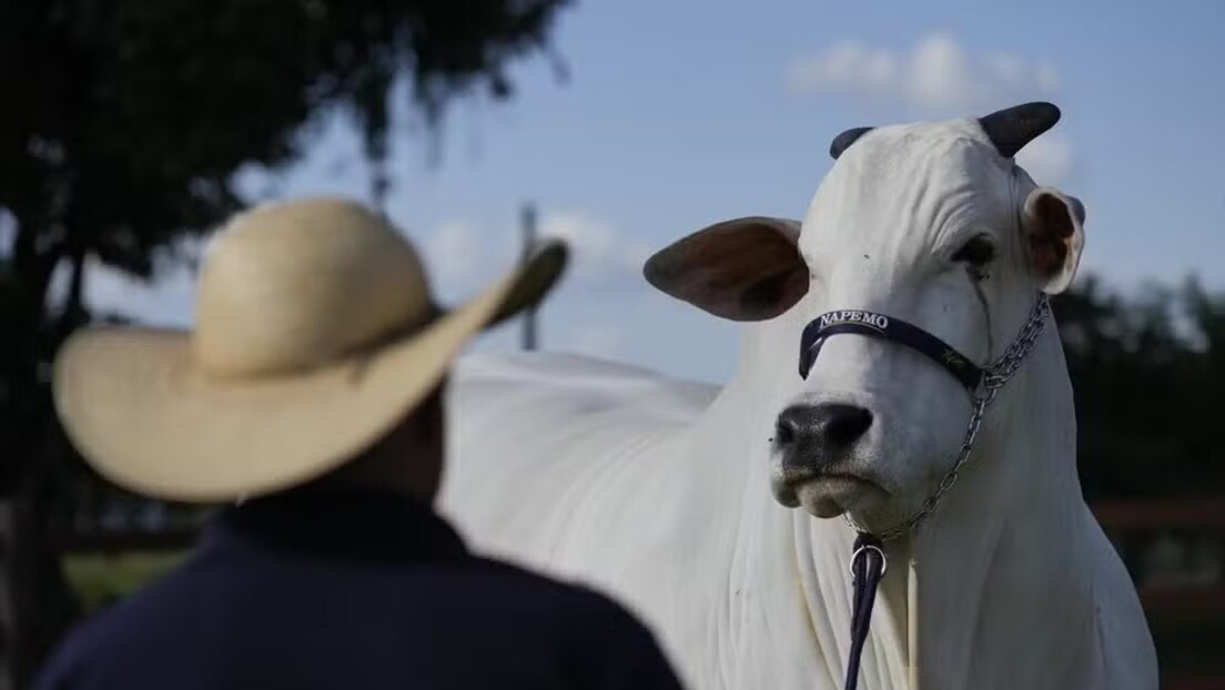 Clone da vaca de R$ 21 milhões nasce em MG após dois anos de tentativas
