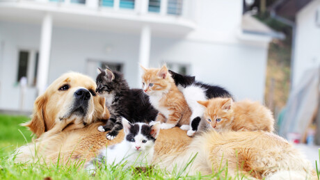 Mercado de clonagem de pets movimenta US$ 40 bilhões na China