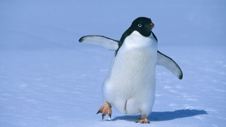 Pinguim derruba helicóptero na África do Sul: autoridades revelam detalhes inusitados do acidente